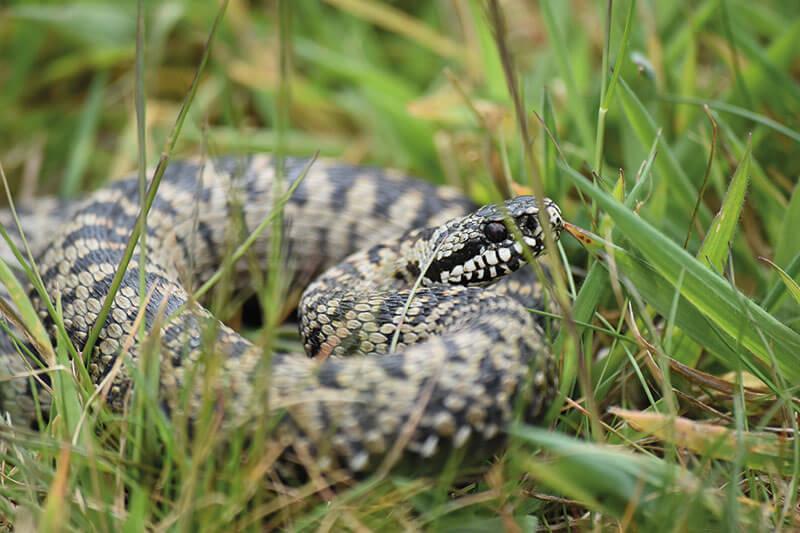 Des animaux méconnus et mal aimés : les reptiles 